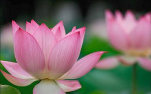 第三世多杰羌佛说法：《心动著境即是魔，随缘分别则无定》