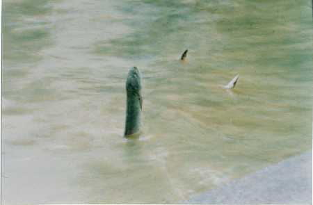 龙鱼立水礼拜第三世多杰羌佛图片 第1张 龙鱼立水礼拜第三世多杰羌佛 第1张