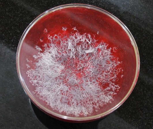 《藉心经说真谛》至宝经典法会 佛降甘露恭贺图片 第1张 《藉心经说真谛》至宝经典法会 佛降甘露恭贺 第1张