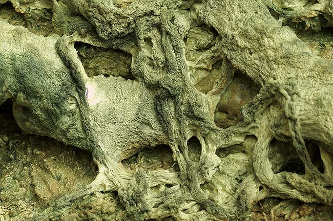 第三世多杰羌佛五明成就 工巧明之枯藤古化 第1张