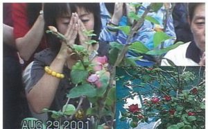 第三世多杰羌佛圣迹 腊梅夏开