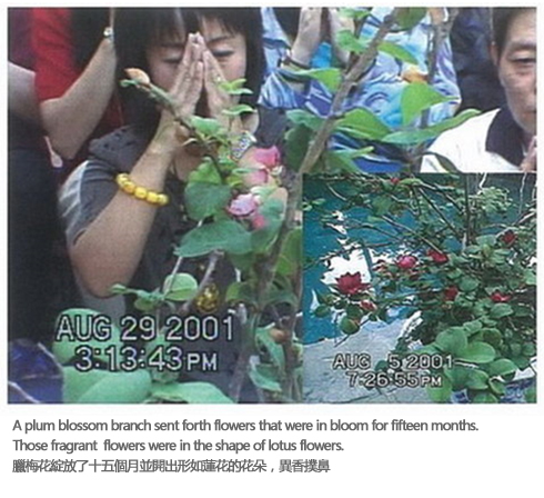 第三世多杰羌佛圣迹 腊梅夏开