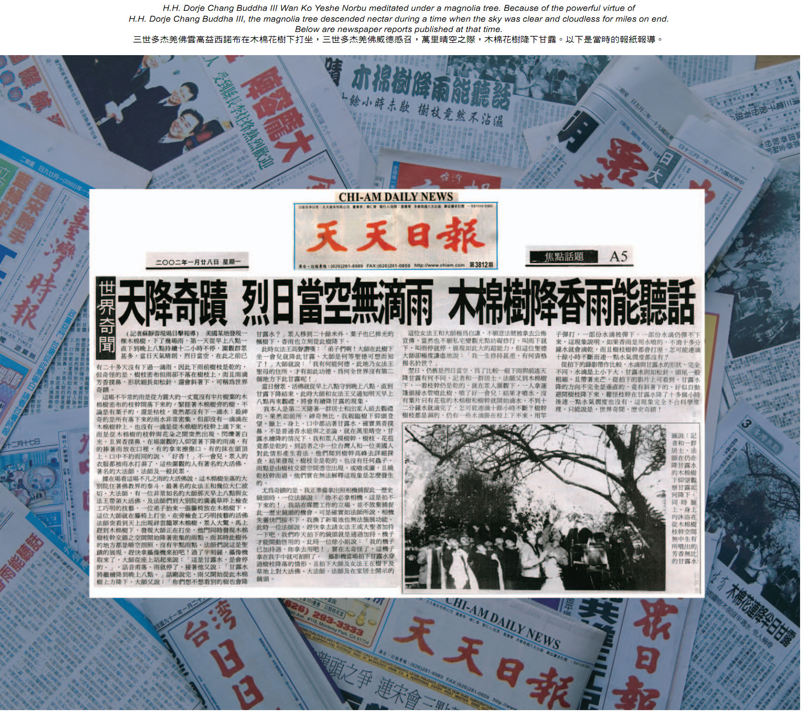 天降奇迹 烈日当空无滴雨 木棉树降香雨能听话 第2张