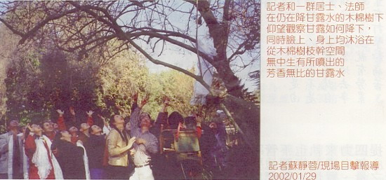 天降奇迹 烈日当空无滴雨 木棉树降香雨能听话 第1张