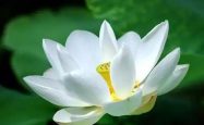第三世多杰羌佛五明成就 医方明之制药保健