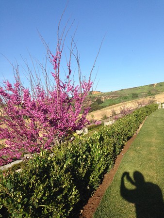 因海玉尊圆寂 法体神变成金刚不坏身 创佛史新页 第11张