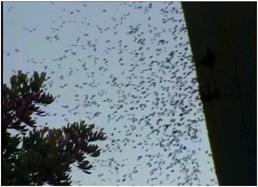 《揭开真相》(十五)预言百万毒蜂到 果然应机按时来图片 第2张 《揭开真相》(十五)预言百万毒蜂到 果然应机按时来 第2张