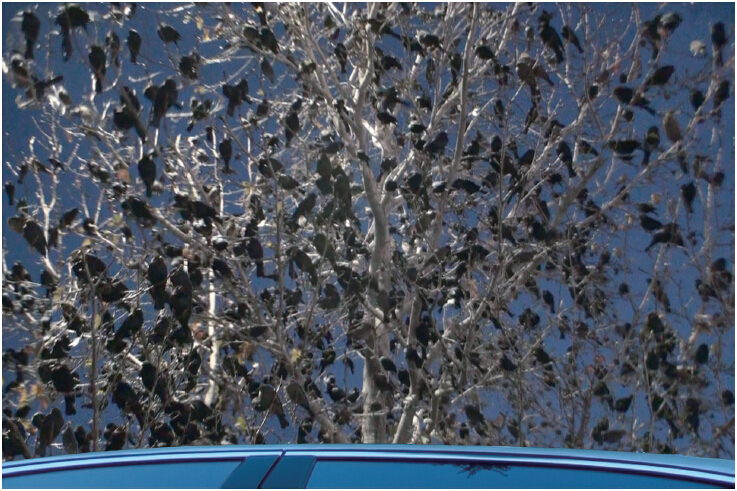 《揭开真相》(二十六)提前预言百万飞鸟到图片 第4张 《揭开真相》(二十六)提前预言百万飞鸟到 第4张