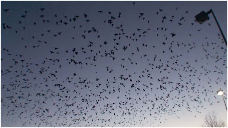 《揭开真相》(二十六)提前预言百万飞鸟到图片 第3张 《揭开真相》(二十六)提前预言百万飞鸟到 第3张