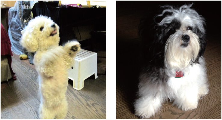 《揭开真相》(二十六)提前预言百万飞鸟到图片 第2张 《揭开真相》(二十六)提前预言百万飞鸟到 第2张