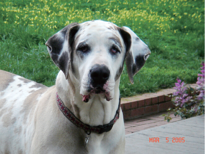 《揭开真相》（九）俊马永别 第3张