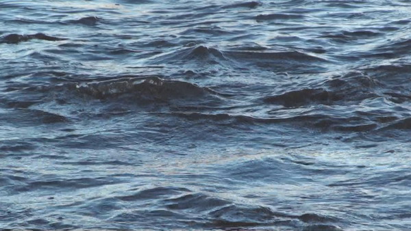 世界佛教总部公告(公告字第20190102号)图片 第1张 世界佛教总部公告(公告字第20190102号) 第1张