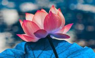世界佛教总部咨询中心 回覆咨询 （第20180106号）