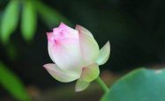 第三世多杰羌佛慈悲加持  植物人奇迹般康复