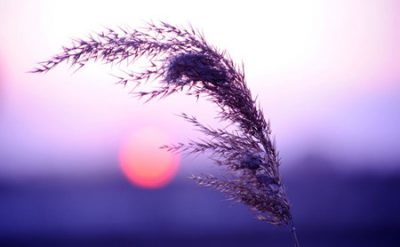 满足一千个欲望与战胜一个欲望，何去何从？